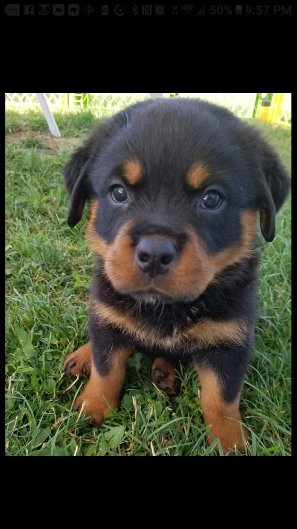 /Images/uploads/MidAmerica Rottweiler Rescue/adoptarottphotocontest/entries/10168thumb.jpg